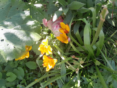 flowers